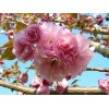 Tree 3 Pack of Cherry Trees: one Kwanzan Cherry Tree,