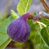 Generic LSU Purple Fig Tree, Reliable Prolific Producer, Vigorous Growth,