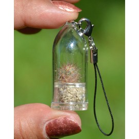 Arizona Cactus Live Terrarium Necklace Plant. Tiny Cacti with 17" White Woven String