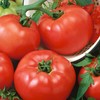 Chef's Choice Red F1 Hybrid AAS Tomato Seeds - 300