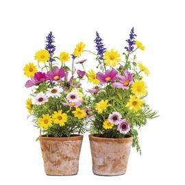 Komar - Window Sticker Springtime - 31 x 31 cm - Window Decoration, Window Sticker, Window Film, Flowers, Flower Pots, Natural - 16000, Multi-Colour