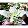 Aussie Queen Tropical Hibiscus Live Plant Variegated Green White Pink