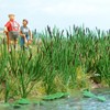Busch 1256 Cattails & Bulrushs 120/HO Scale Scenery Kit