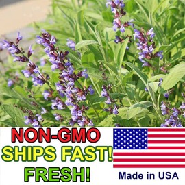 Honest Seed Co. Sage Seeds for Planting | Non-GMO, Heirloom | Fresh Garden Seeds from USA