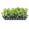 Ligustrum Waxleaf Privet - 10 Live Plants - Evergreen Privacy
