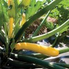 Squash Seeds Golden Zucchini 25 Seeds by OrginBud