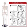 breesky Scientifc Human Skeleton Model for Anatomy, 33.4’’ Skeleton Model
