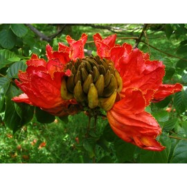 Buy Rare Seeds Spathodea campanulata | African Tulip Tree | Flame of The Forest | 20_Seeds