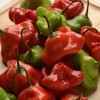 Hot Pepper Seeds - Mad Hatter - Packet - Vegetable