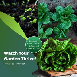 3000 Parris Island Cos Romaine Lettuce Seeds - 4+ Grams - Heirloom Non-GMO USA Grown Premium Vegetable Seeds for Planting - by RDR Seeds