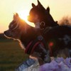 TRE PONTI Fibbia Soft Mesh Cushioned Breathable Harness for Dogs