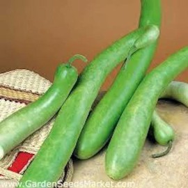 Fresh 10-20 Snake Gourd  Seeds , Lagenaria siceraria Bottle Gourd hột bầu, 2025 Season - 10 Seeds