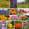 Wildflower Seeds Bulk – National Wildflower Seed Collection – Perennial