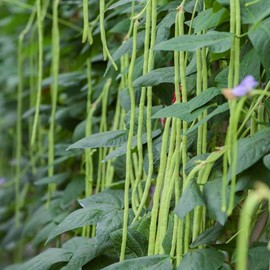 Long Bean Seeds, Asian Vegetable Seeds for Planting, 30 Grams About 120 Seeds