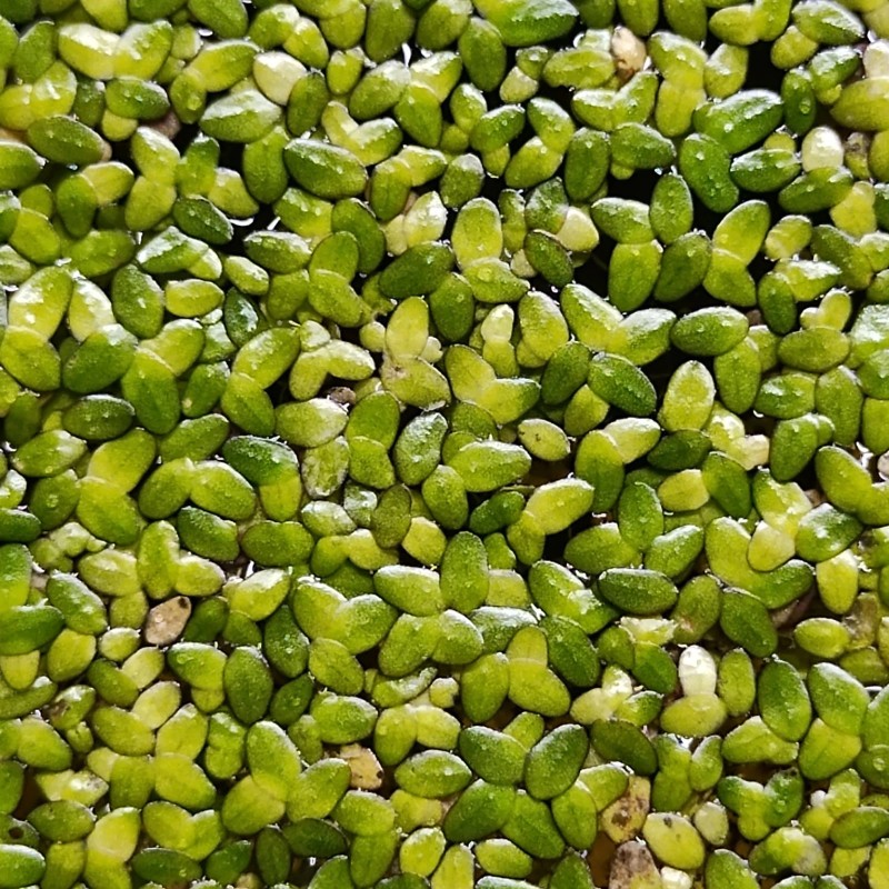 Rare! Australian Duckweed (Lemna Disperma) Floating Plant