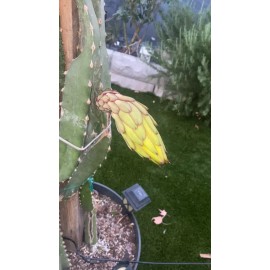 ORGANICO One YELLOW DRAGON FRUIT CUTTINGS  MULTIPLE VARIETIES FROM 8-12 inches - YELLOW PALORA