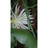 exotic 4 CLIPPINGS-Epiphyllum oxipetalum 'Queen of the Night' - 8"