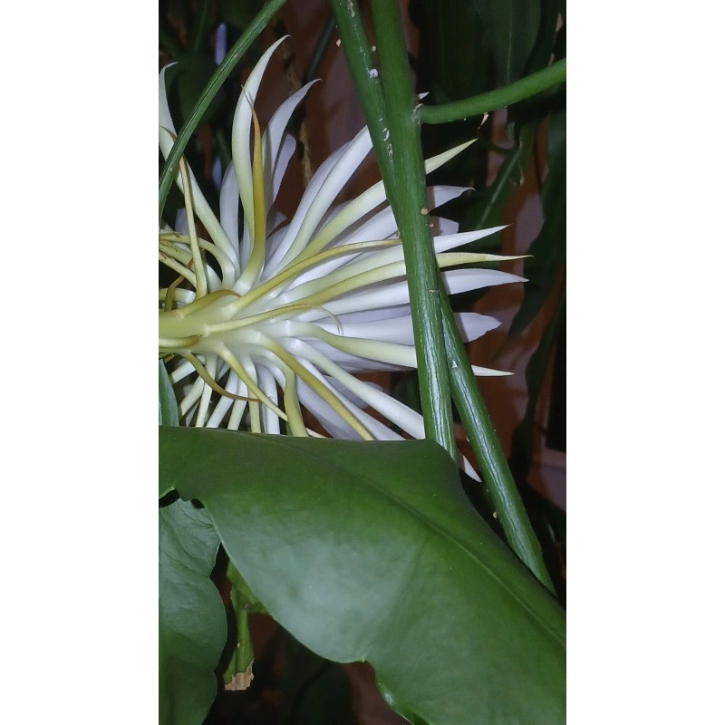 exotic 4 CLIPPINGS-Epiphyllum oxipetalum 'Queen of the Night' - 8"