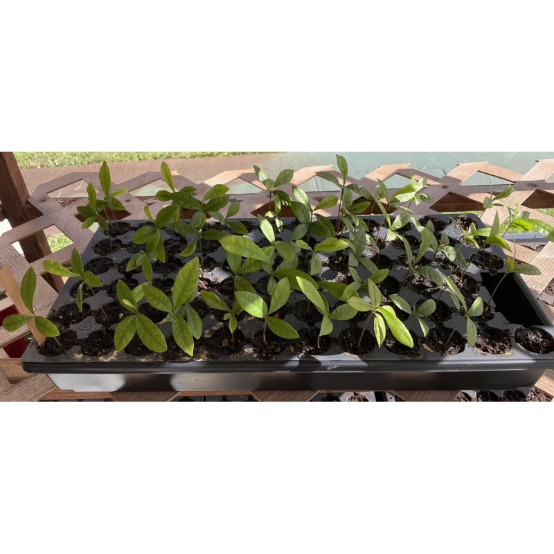 Tree Miracle Fruit Plant Synsepalum dulcificum tree (Miracle berry)