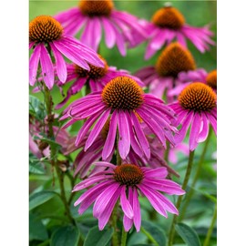 Japanese Maples and Evergreens Purple Coneflower (Echinacea Purpurea) Plants – Two (2) Live Plants – Non-GMO - Not Seeds - Each 4" to 8" Tall – in 4" Inch Pots – Hardy Flowering Perennial, Pollinator Favorite