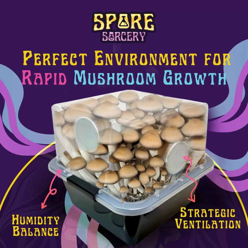 Spore Sorcery Small Beginners Mushroom Grow Kit | Indoor Grow