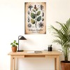 Placa botánica de Ashwagandha – Withania Somnifera 30x45 cm, impresión