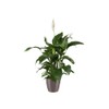 elho Brussels Diamond Round 16 - Flower Pot Indoor -