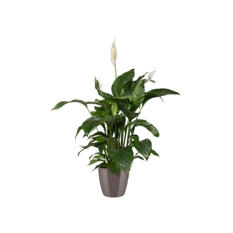 elho Brussels Diamond Round 16 - Flower Pot Indoor -