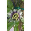 50pcs Passion Flower Dwarf Jewel Mix Flower to Planting