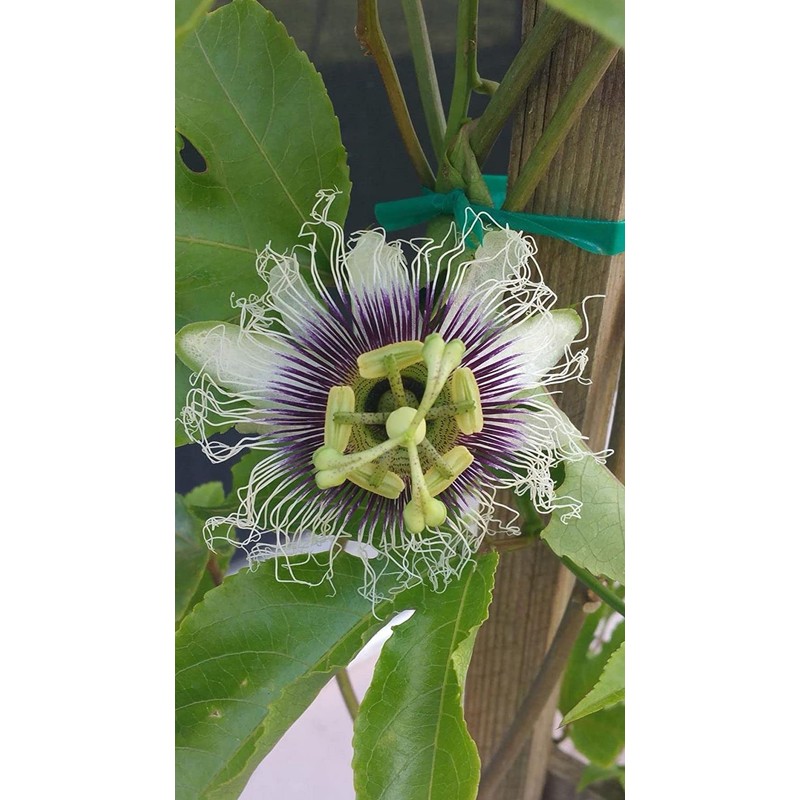 50pcs Passion Flower Dwarf Jewel Mix Flower to Planting