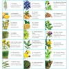 LifeStart Naturopathics Man21 900g