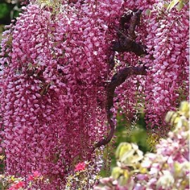 Toadstool Seeds 5 Bright Pink Chinese Wisteria Seeds Vine Climbing Flower Perennial Rare 570 USA