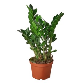Generic ZZ Plant in 6"" Pot | Live Plant | Great for Indoors or Low Light | Easy to Care for | Air Purifying | 10""-18"" Tall, Green