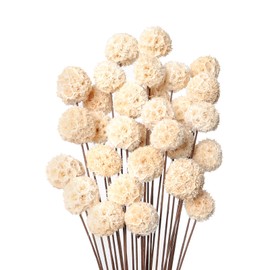 30 PCS Natural Dried Flowers Craspedia Billy Balls Flowers Dried Flowers Bouquet Wildflowers Floral Bouquet Boho Table Decor Dried Flowers for Vase Party DIY Home Decor (White)
