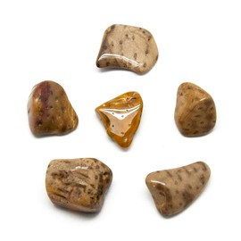 Petrified Palm Wood Tumbled Stone Set (Large)