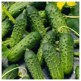 Everwilde Farms - 1/4 Lb Organic Calypso Pickling Cucumber Seeds - Gold Vault