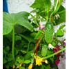 Indoor Cucumber F1 Self-Pollinating 10 Seeds