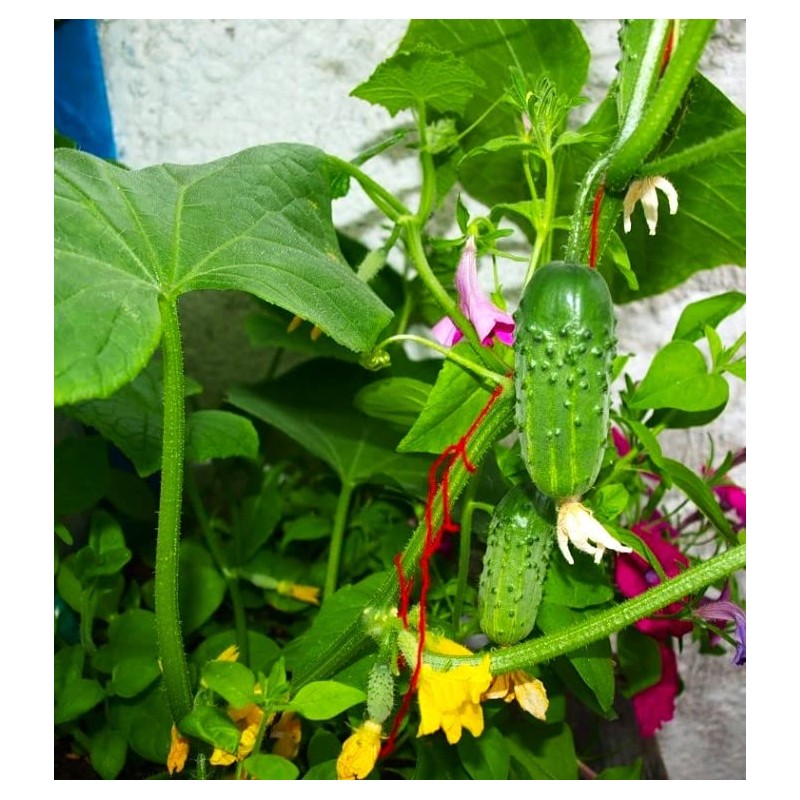 Indoor Cucumber F1 Self-Pollinating 10 Seeds