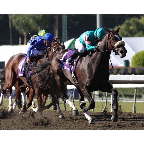 8x10 color photo of 2008 Ladies Classic winner ZENYATTA