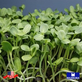 Maxboba Black Oil Sunflower Seeds Large Seeded Microgreens Seeds Non-GMO Heirloom - 160 Seeds ¼ oz
