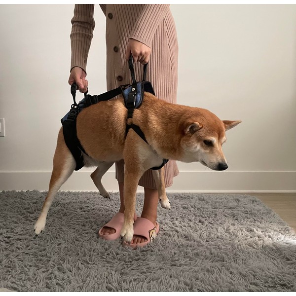 Pro Full-Body Dog Lifting Harness – Supportive Dog No-Pull Harness