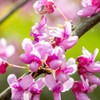 The Easterm Redbud, Rosy Pink Flowering, Ornamental, Deciduous, Medium Growth