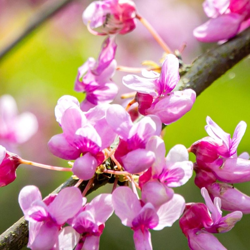 The Easterm Redbud, Rosy Pink Flowering, Ornamental, Deciduous, Medium Growth