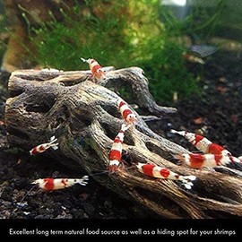 Sungrow Cholla Wood for Shrimps, 6 Inches Long, Dried Husk of Cholla Cactus, Aquarium or Home Decor for Dwarf Shrimp, Hermit Crabs, Pleco, 2-Pieces