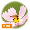 Yamada Beekeeba, Pollen, 7.1 oz (200 g) Bag, Pollen, Vitamin,