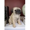 Ebros Lifelike Sitting Pug Dog Statue 6" Tall Pet Pal