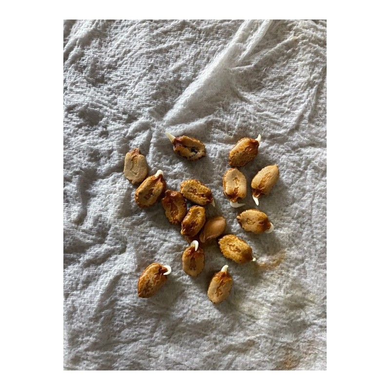 TomorrowSeeds Green Bitter Melon Seeds | Smooth Gourd Karela USA