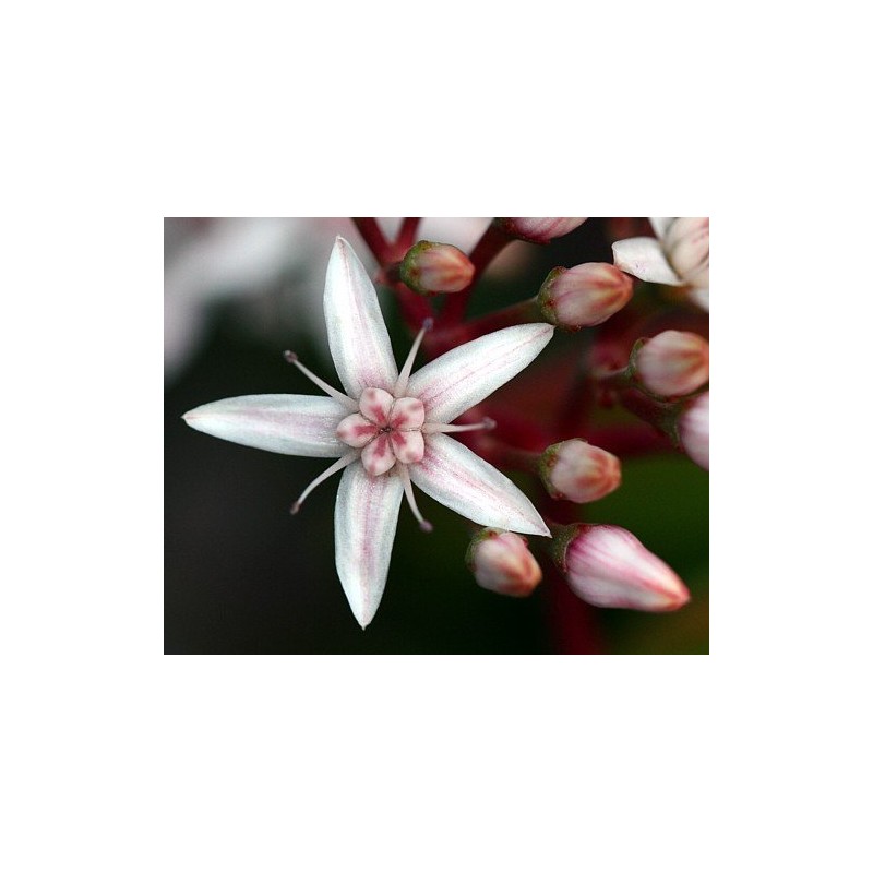 Jade Plant - Crassula Ovuta - Easy to Grow