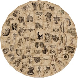 Pack of 50 Skeleton Stickers Water Bottles Laptop Phone Guitar Skateboard Computer Suitcase Bicycle Human Skeleton Vinyl Stickers Waterproof Aesthetic Stickers for Teenagers Children Adults