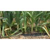 CEMEHA SEEDS - Seeds Giant Leek Onion Non GMO Vegetable